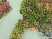 Bunga Plum Indahkan Bandar Hangzhou