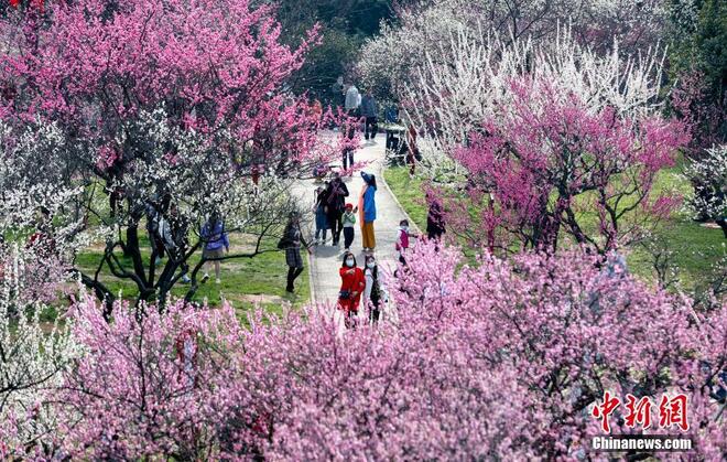 Bunga Plum Mekar Warnai Taman Wuhan_fororder_dongh1
