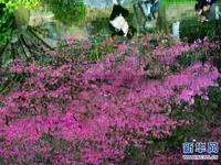 Sakura Mekar Warnai Taman Negara