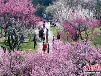 Bunga Plum Mekar Warnai Taman Wuhan