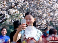 Bunga Sakura Mekar Warnai Universiti Wuhan