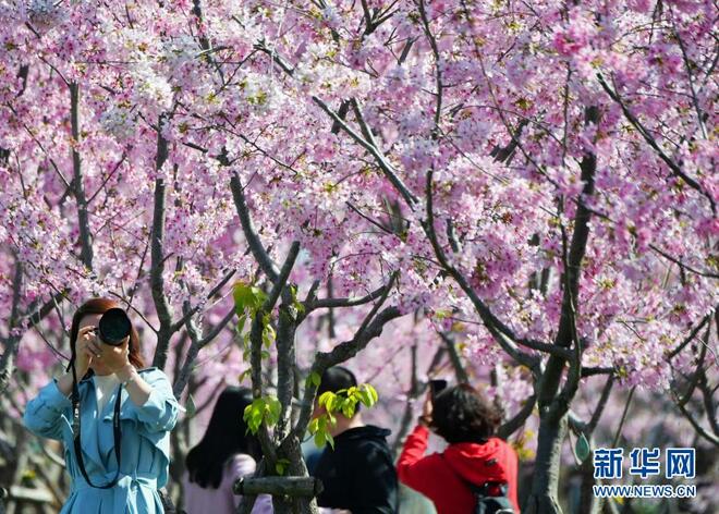 Bunga Sakura Serlah Keindahan Fujian_fororder_1127122218_16139103212131n