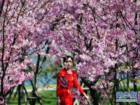 Bunga Sakura Serlah Keindahan Fujian