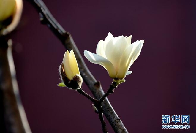 Bunga Magnolia Serlah Keindahan Shanghai_fororder_1127122172_16139090274061n