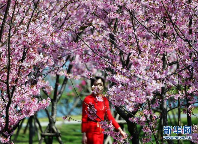 Bunga Sakura Serlah Keindahan Fujian_fororder_1127122218_16139103210881n