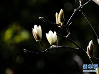 Bunga Magnolia Serlah Keindahan Shanghai