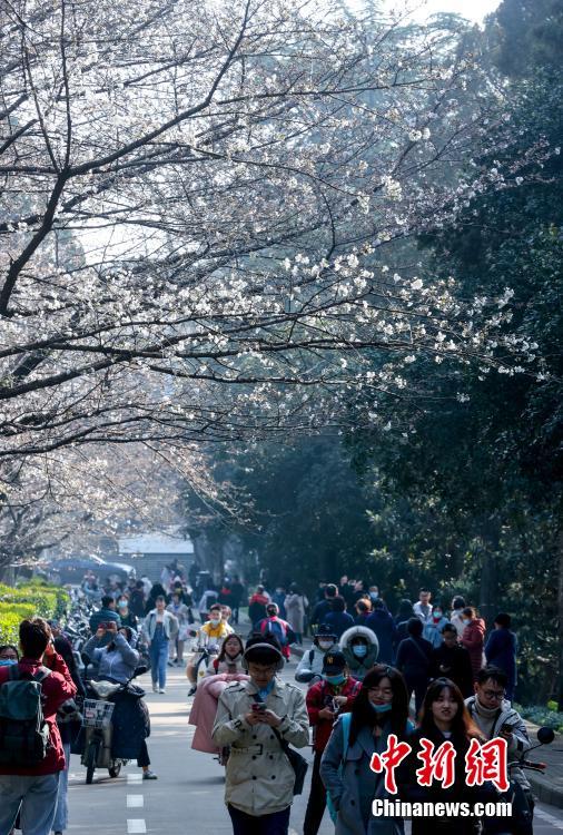 Bunga Sakura Mekar Warnai Universiti Wuhan_fororder_wuh5