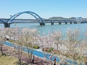 Keindahan Sakura Hiasi Sungai Qiantang
