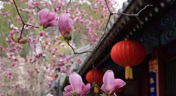 Фа Юаньси сүмд гол голт бор цэцэг