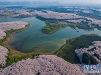 Bunga Sakura Berkembang Mekar di Guizhou