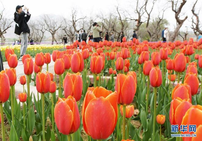 Kemekaran Tulip Gamit Pengunjung_fororder_yu
