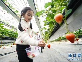 Industri Strawberi, Penjana Pendapatan di Lishui