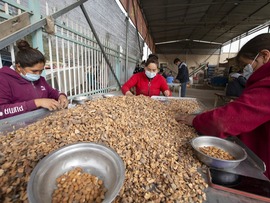 شرکت تعاونی «احمد» در شاچه کاشغر شین جیانگ؛ خریدار تضمینی محصولات کشاورزی باغداران اطرافا