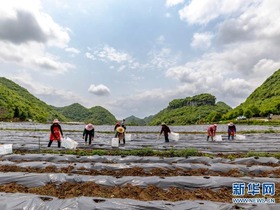 Industri Penanaman Cili di Guizhou