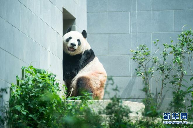 Kebun Panda Gergasi Makau_fororder_1a
