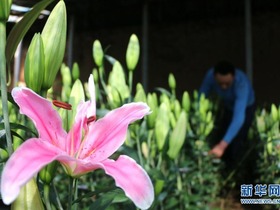 Petani Hebei Sibuk Bekerja di Ladang Bunga Lili