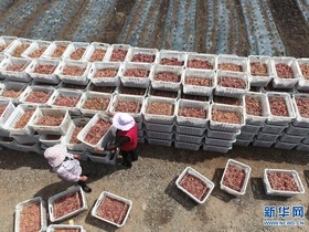 Petani Sibuk Tanam Sayur pada Musim Panas di Gansu