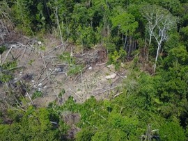 رکورد جنگل زدایی در آمازونا