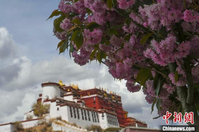 Istana Potala Dihiasi Bunga Sakura_fororder_yinghua