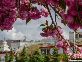 Istana Potala Dihiasi Bunga Sakura