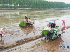Petani Sibuk Tanam Padi di Hebei