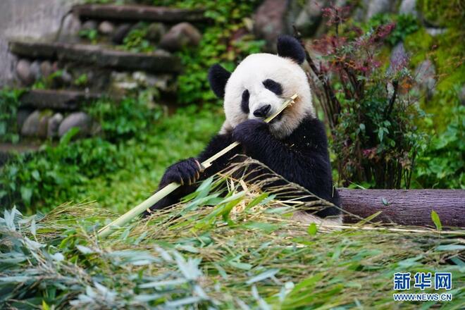 Lihat Panda di Bifengxia_fororder_2021-05-19 105553