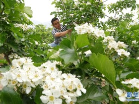 Funing: Bunga Hawthorn Harumkan Bukit Yanshan