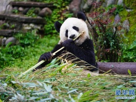 Lihat Panda di Bifengxia