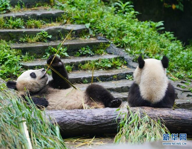 Lihat Panda di Bifengxia_fororder_2021-05-19 105608