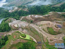 Panorama Ladang Berteres Mempesona di Guangxi