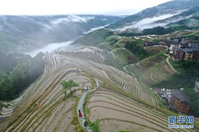 Panorama Ladang Berteres Mempesona di Guangxi_fororder_4B