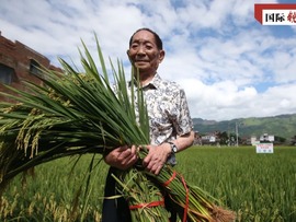 چرا جهان جای خالی «یوان لونگ پینگ»، پدر برنج هیبرید را حس می کند؟