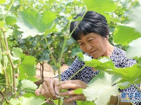 Longyao: Koperasi Petani Pacu Pembangunan Desa