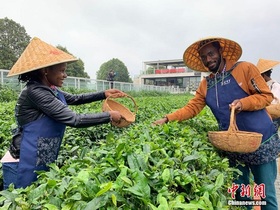 Orang Asing Hayati Budaya Teh di Hunan