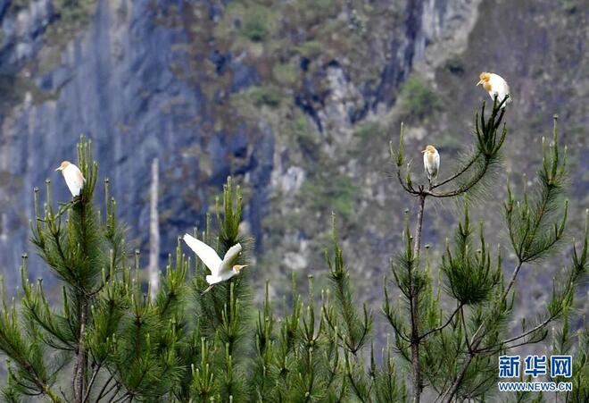 Burung Pucung Singgah, Tambah Kedinamikan Taman Geologi di Tibet_fororder_6c
