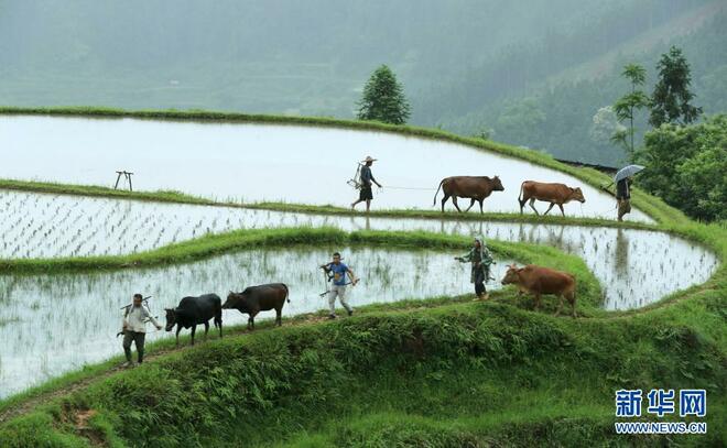 Pelancong Terdedah Budaya Pertanian di Guizhou_fororder_7b