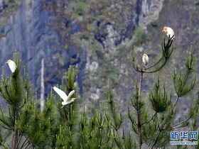 Burung Pucung Singgah, Tambah Kedinamikan Taman Geologi di Tibet