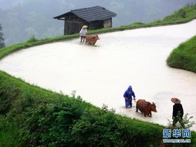 Pelancong Terdedah Budaya Pertanian di Guizhou