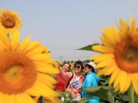 Bunga Matahari Berkembang Mekar di Huaibei