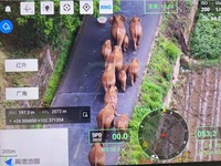 15 Ekor Gajah Liar Berhijrah Hampiri Bandar Kunming