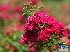 Jinan: Bunga Mawar Berkembang Mekar