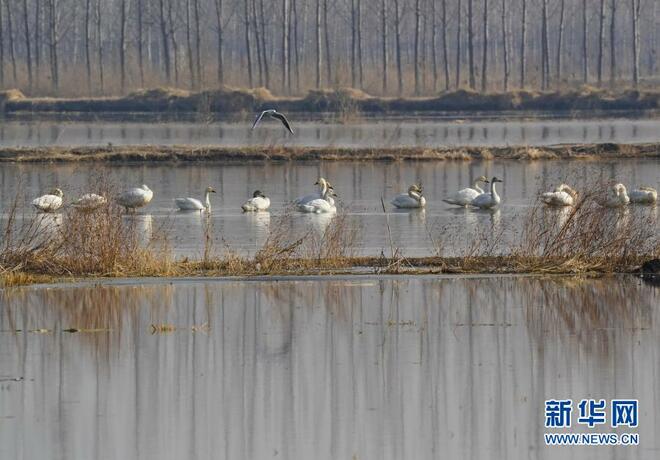Tanah Paya Pesisr Laut Pulih di Hebei_fororder_1127130738_16140838950281n
