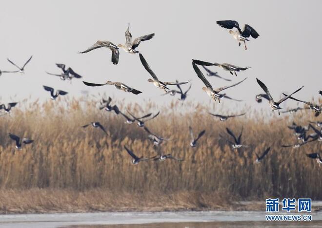 Tanah Paya Pesisr Laut Pulih di Hebei_fororder_1127130738_16140838949161n
