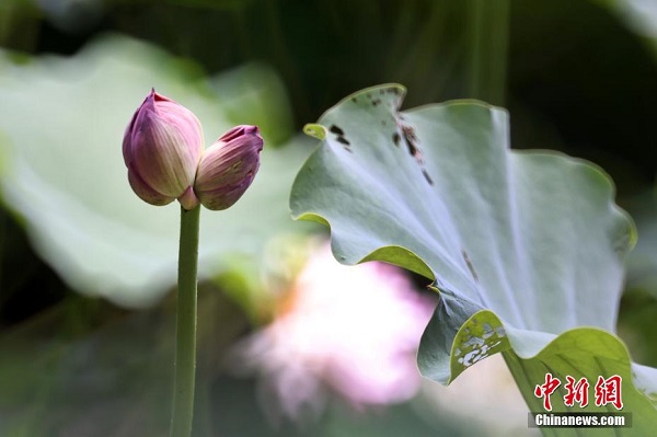 Bunga Teratai Berkembang Mekar di Nanjing_fororder_313