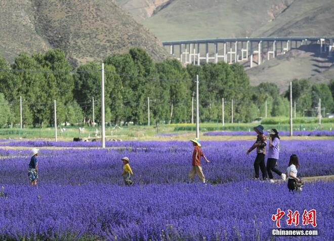 Bunga Lavender Bermekaran di Tibet_fororder_11111