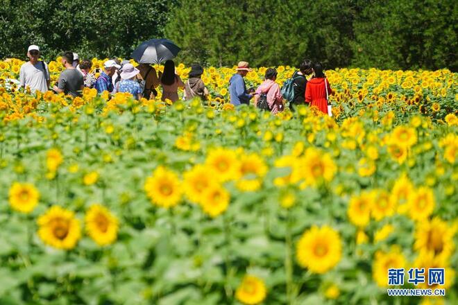 Bunga Matahari Bermekaran di Taman Olimpik Beijing_fororder_7a