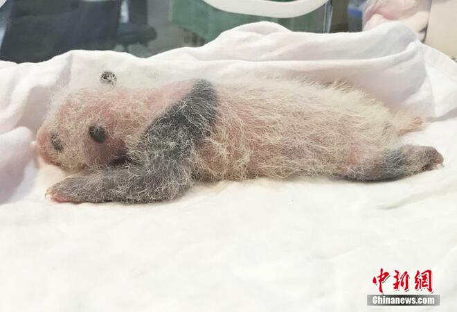 Anak Kembar Panda Kelahiran Baru Di Chongqing_fororder_2