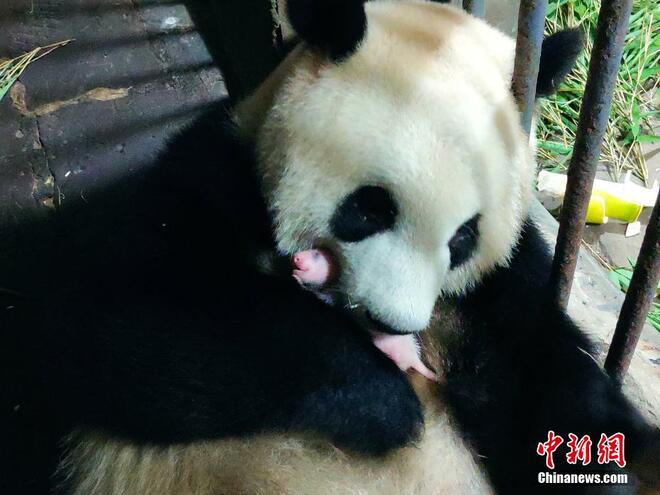 Anak Kembar Panda Kelahiran Baru Di Chongqing_fororder_3