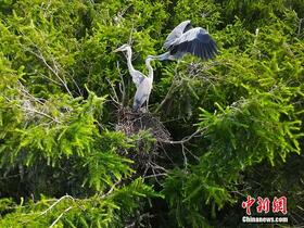 Burung Pucung Singgah di Pulau Ludao