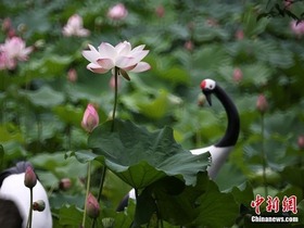Bunga Teratai Berkembang Mekar di Nanjing